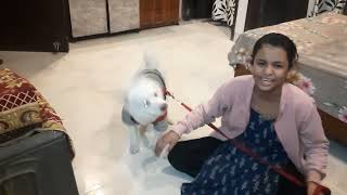 Kuchu Fight with Chinki #dogs #dog #dogvideos #viral 