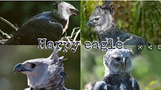 Harpy eagle // lifestyle // size // habitat // where they live // learning around the world