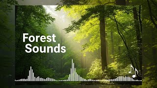 Banda Sonora del Bosque: 3 Horas de Calma Natural para Dormir y Relajar 🌳🌙