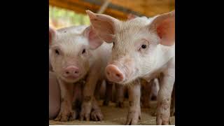 Canada's beef and pork producers get big boost with market access to Indonesia