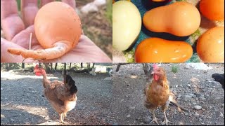 Recogiendo huevos de mís gallinas Criollas para el desayuno! ¿mira lo que encontré?