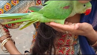 Gouri Rajput 17  is live!talk to baby Parrots 🦜🦜@gourirajput17