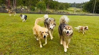 Tuesdays Playful soggy doggies 🐕💦🙌🎾🏍️🎣🌧️