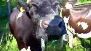 Licking cow