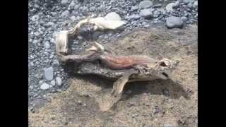 Scary Mysterious Fish found (picture)