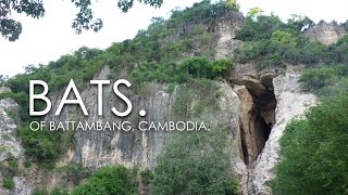 BATS. / Battambang, Cambodia / August, 2015