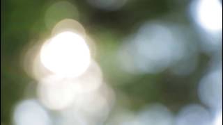 Green Leaves Bokeh with Lens Flare Collection| Free HD Stock Footage