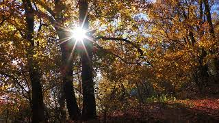 Autumn Forest Jazz Music [12H] - For Work, Relaxing, Sleep, Meditation