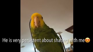 The Ultimate Show of Love from Amazon parrot