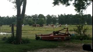 A minor Friday stampede
