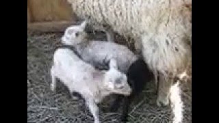 NEWBORN TRIPLETS - LAMBS - 3 BABY RAMS - HOURS OLD
