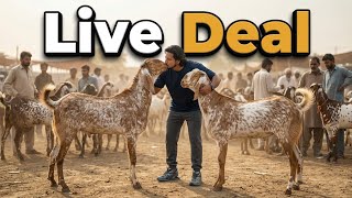 Live Deal | 1500 kg Tol kr 11 Chatre Diay | Lahore Mandi |Shahpur Kanjra | Mazhar Biba official 