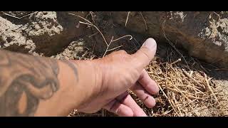 Asparagus crowns updates #asparagus #vegetables #garden