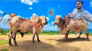 Arjun Vs Bheem Bull🤬⚔️Fight Ho Sakti Hai Bheem Full Gussa🐂