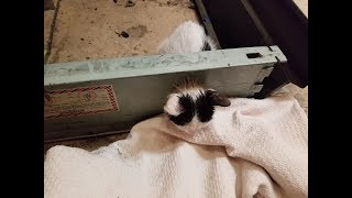 Baby kitten head stuck in a hole....the rescue to free it!