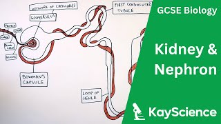 GCSE Biology - The Kidney & Nephron (Kidney Structure)