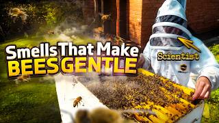 Bee Stings Tested in the Lab - The Results Were Not What We Expected