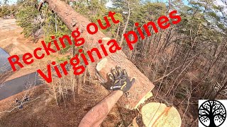 Recking Out Virginia Pine's