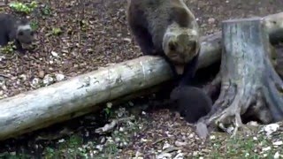 Bärenbabys am Spielen mit Mama