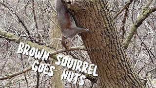 Squirrel Goes Nuts #viral #nature #canada #viralvideo #squirrels #subscribetomychannel #subscribers