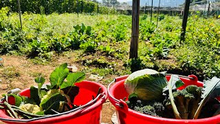 Harvest Broccoli and Cauliflower in garden 2 December 16,2025 