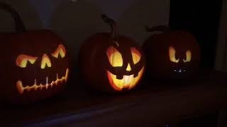 Peacocke punkins