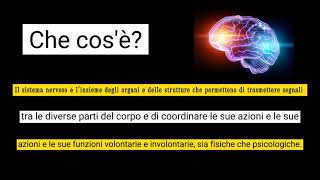 🧠Il sistema nervoso 🧠