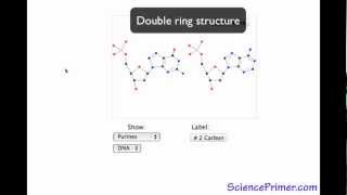 Purine Base - SciencePrimer video glossary