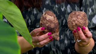 Roberta's 2-Piece Jumbo Tropical Elephant Ears Live Bulbs on QVC