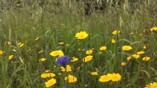 Corn Marigold and Cornflower
