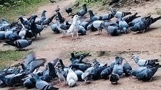 🕊️🕊️pigeon🕊️🕊️birds🕊️🕊️video/sp.creation
