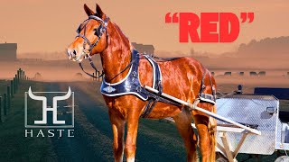 “You Don’t See These Often! Suffolk Punch Draft Cross Gelding FOR SALE”
