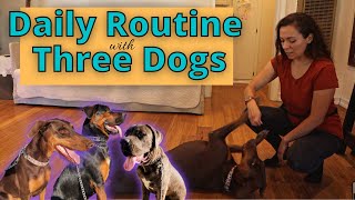 Idealistic Daily Routine with Multiple Dogs in 2021