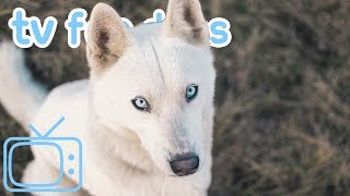 Isolation Dog TV! Beautiful Drone Footage for Humans and Dogs to Relax to!