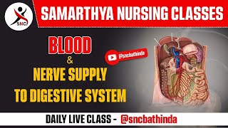 BLOOD & NERVE SUPPLY TO DIGESTIVE SYSTEM  | AIIMS DAILY LIVE CLASS |  #NORCET #BFUHS #NCLEX