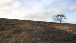 David John Ashman - What Can We Do But Love