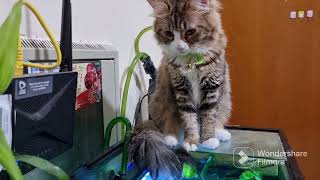 Happy New Year | Welcome 2023 | Choco's Fishing Time | Bee Positive