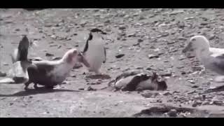 🐦 Birds eat the penguin live