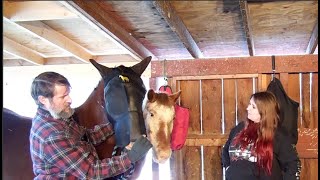 Easy  to use KMJ Fly Mask for Horses