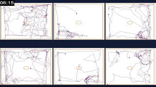 In Novelty Suppressed Feeding Test (NSFT)|Role of Group Representative Animal Using AnyMaze Software