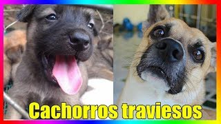 Los cachorros más traviesos e inteligentes