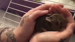 Intro ducing my 4 wild bunny’s we saved