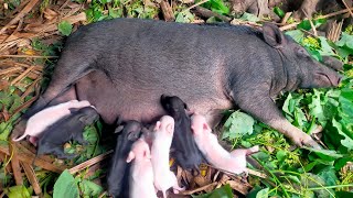 NATIVE X HAMPSHIRE || Resulta ng Crossbreeding