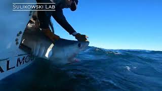 Woods Hole Group and Shark Week!