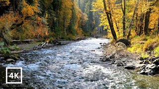 4K Autumn Forest River | Relaxing Fall Nature Scene | Nature Sounds for Sleep & Focus | White Noise