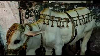 ఎదురి వారి తొడపెద్దు సేవగరిడి జోగ్గావానిపాలెం గాజువాక