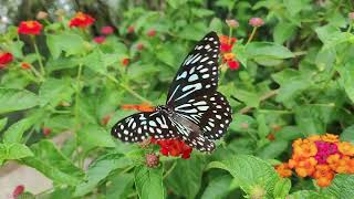 Piano Relaxing Music 🍀 Study Piano Music 🍀 Piano For Stress Relief 🍀 Music For Studying