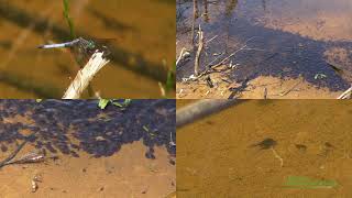 Bullfrog Tadpoles in an Ephemeral Vernal Pool