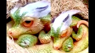 Fairy Tales Are Real ~~~ Baby Dragon, 4 Legged Winged Demon, Giants,  Fairies, Skeleton Demon & More