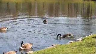 More Ducks in Prime TIme Light
